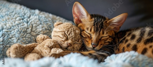 Bengal cat and soft toy sle...