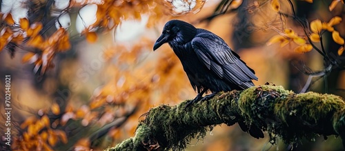 Common raven sitting on mos...