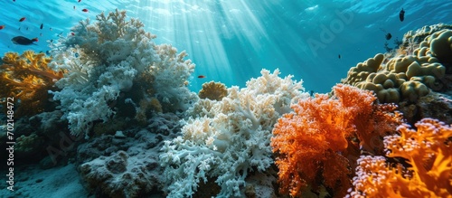Fotografiet A Pacific coral has bleached due to higher than normal sea surface temperatures Bleaching is the loss of symbiotic zooxanthellae from the coral s tissues
