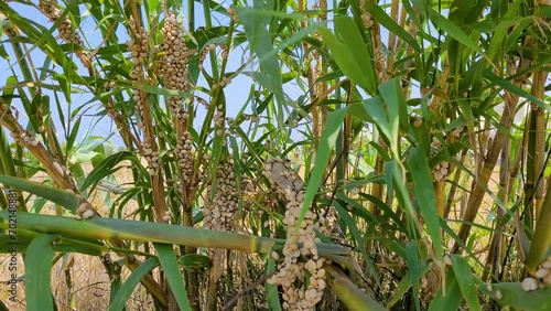 Snails aestivating on bamboo in summer