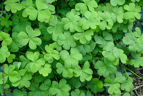 Green three heart-shaped leaves Wood Sorrel (Oxalis) edible plant close-up view