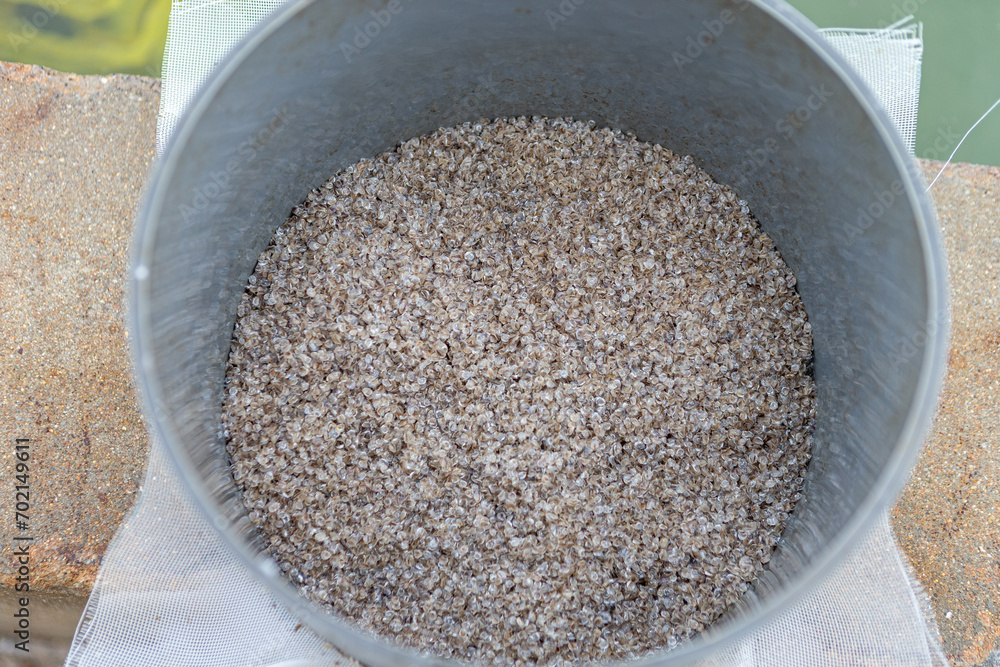 baby oyster ready to grow at sea-Oyster farming farming of bivalve- baby oyster ready to grow at sea-Oyster farming farming of bivalve-