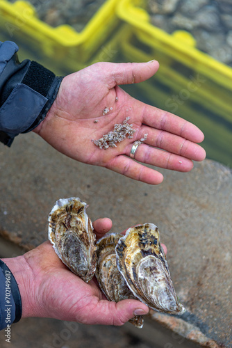 and of farmer wit matre and baby oyster ready to grow at sea-Oyster farming farming of bivalve-Normandy coact France