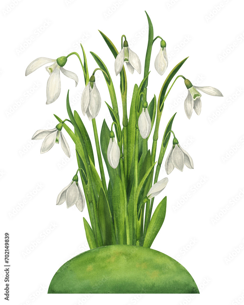 Fototapeta premium Snowdrops on the grass. Watercolor illustration of spring flowers.