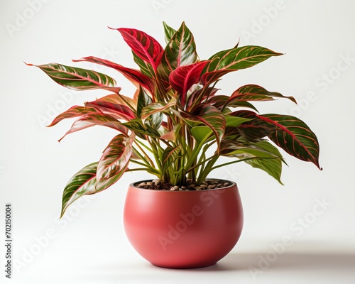 Aglaonema red anita in a pot