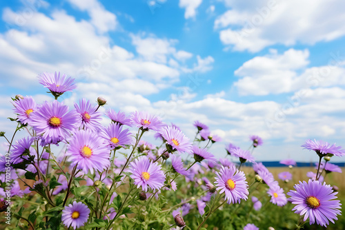 Close-up of Purple Daisies in a Sunny Field. Horizontal photography