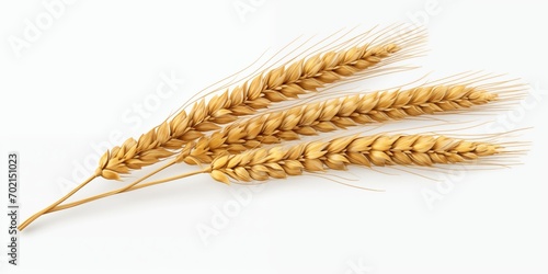 Wheat ears ripe that harvest from fields isolated on white background clean dried sheaf crop with Spikelet Copy space.AI Generative