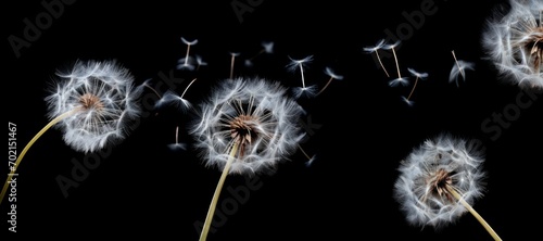 dandelion weed seeds blowing against black background banner photo