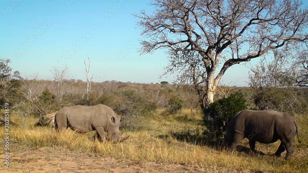 Two Southern white rhinoceros grazing in savannah in Kruger National park, South Africa ; Specie Ceratotherium simum simum family of Rhinocerotidae Two Southern white rhinoceros grazing in savannah in Kruger National park, South Africa ; Specie Ceratotherium simum simum family of Rhinocerotidae