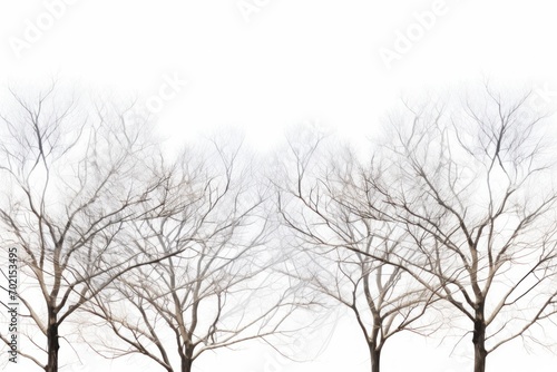 winter tree canopy foliage isolated © jaafar