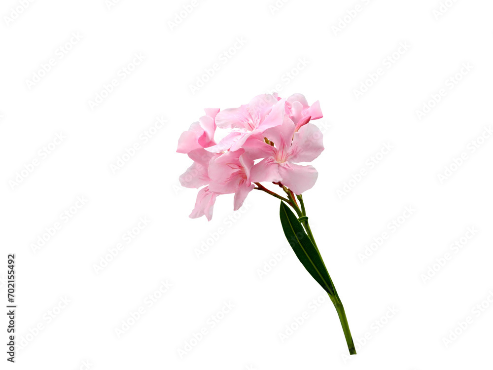 Isolated image of pink nerium oleander flowers on a png file with transparent background. Isolated image of pink nerium oleander flowers on a png file with transparent background.