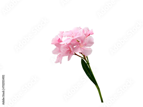 Isolated image of pink nerium oleander flowers on a png file with transparent background.