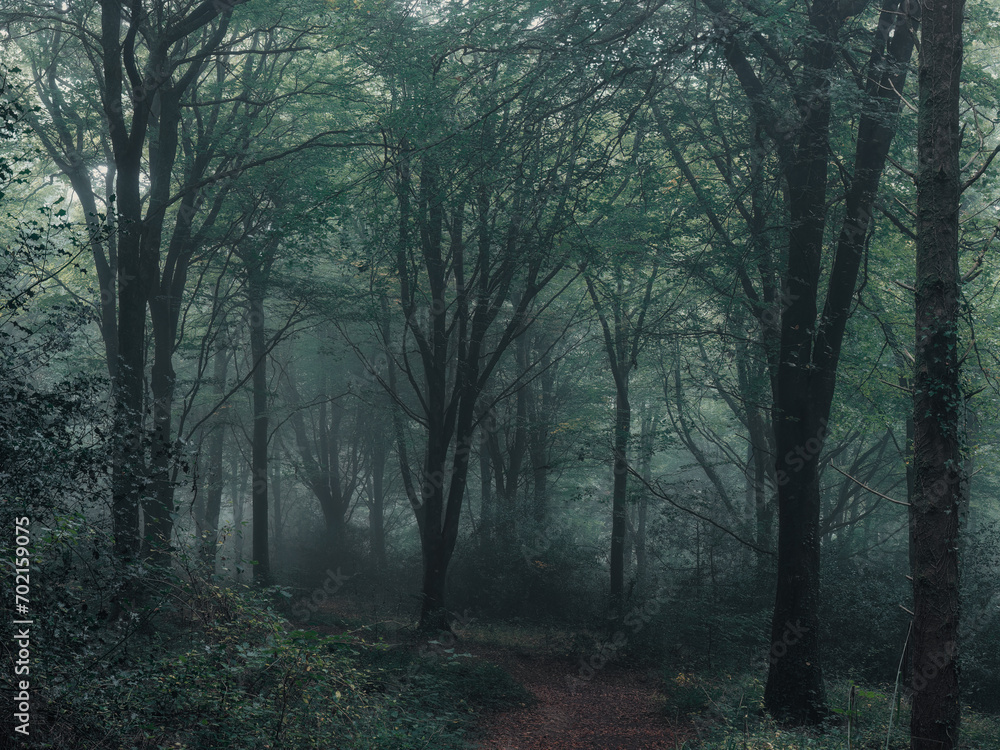Fototapeta premium mist in the wood cornwall england uk 