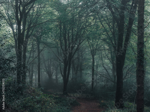 mist in the wood cornwall england uk © pbnash1964