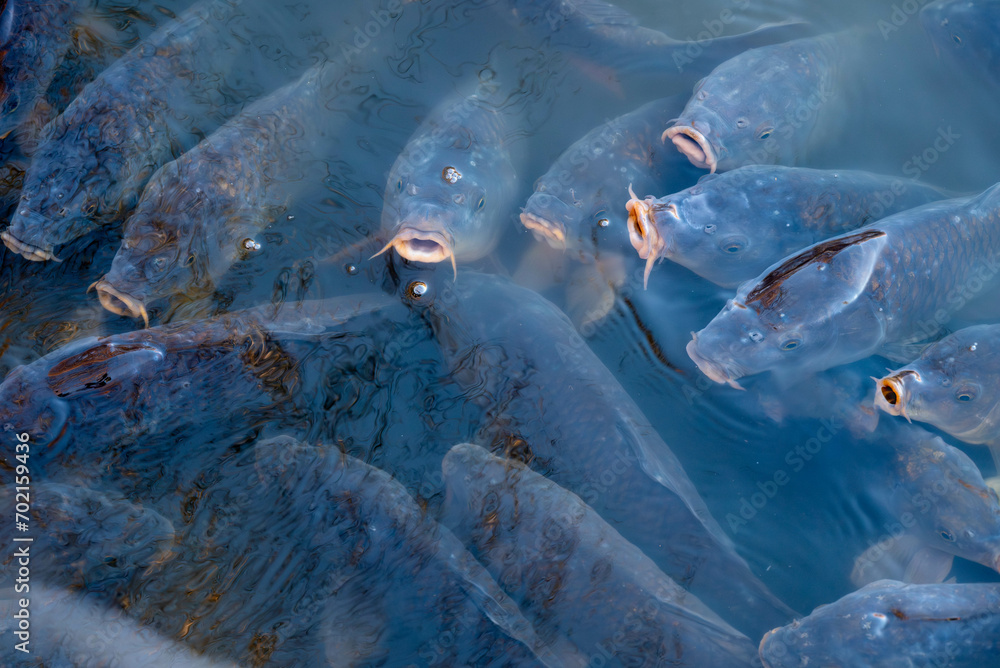Fototapeta premium Koi Carp Feeding Frenzy in a Pond