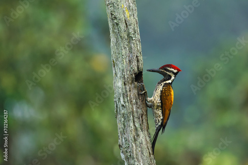 Black Rumped Flameback woodpecker with beautiful background in the perched with insect feed