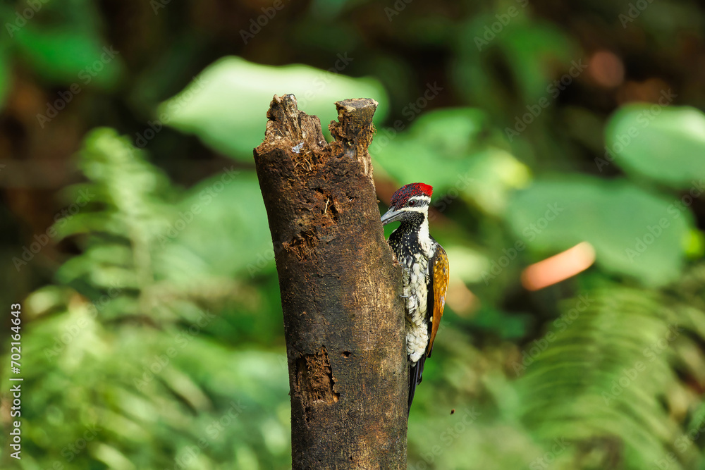 Black Rumped Flameback woodpecker with beautiful background in the perched with insect feed Black Rumped Flameback woodpecker with beautiful background in the perched with insect feed