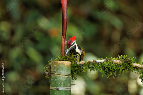 Black Rumped Flameback woodpecker with beautiful background in the perched with insect feed