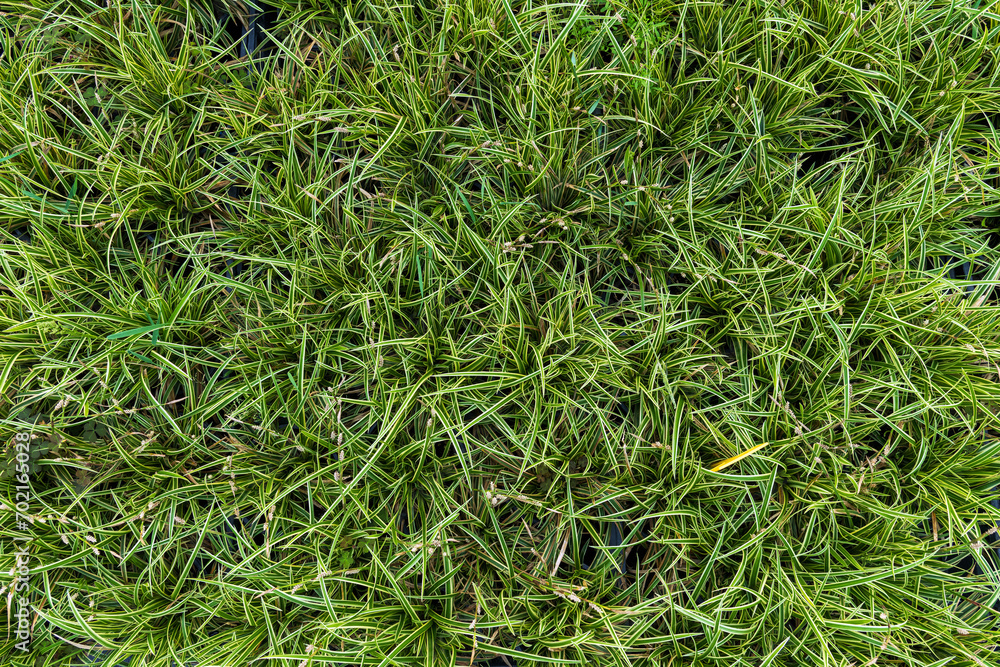 Natural background of lush green kan suge plant Natural background of lush green kan suge plant