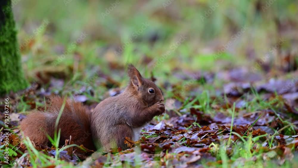 Red squirrel sits in a forest meadow and eats a hazelnut, european red squirrel, autumn, north rhine westphalia, (sciurus vulgaris), germany Red squirrel sits in a forest meadow and eats a hazelnut, european red squirrel, autumn, north rhine westphalia, (sciurus vulgaris), germany