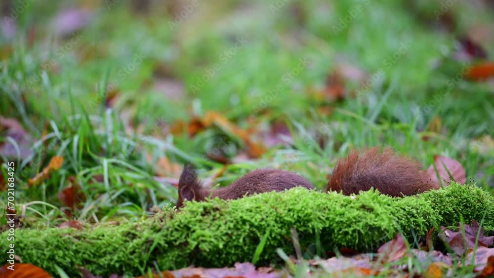 Red squirrel sitting in a forest meadow looking for food, european red squirrel, autumn, north rhine westphalia, (sciurus vulgaris), germany Red squirrel sitting in a forest meadow looking for food, european red squirrel, autumn, north rhine westphalia, (sciurus vulgaris), germany