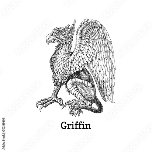 Griffin, vector drawing, drawn sketch of Gryphon