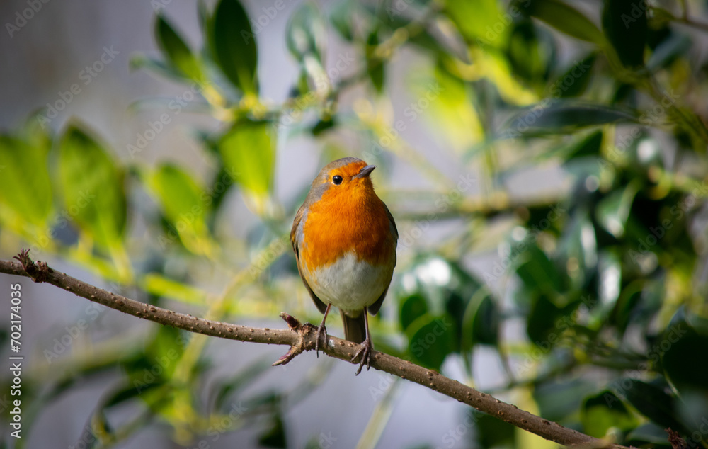 robin on branch