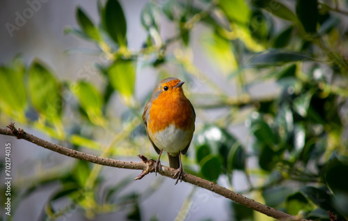 robin on branch © Zoe