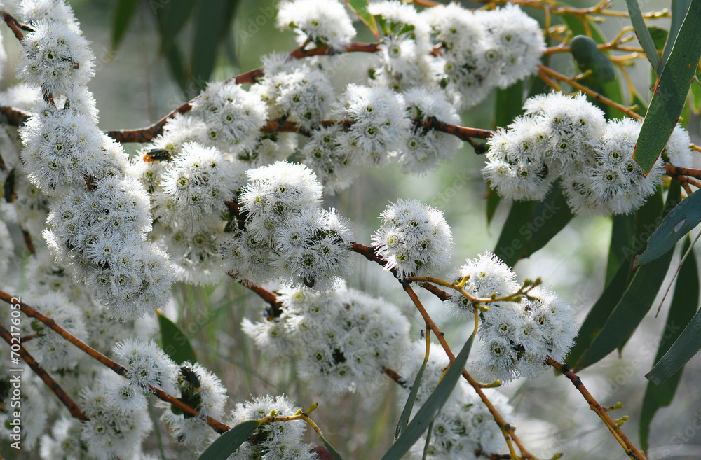 White blossoms of the Australian native Snow Gum, Eucalyptus pauciflora, family Myrtaceae