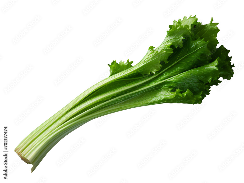 Fototapeta premium fresh green lettuce