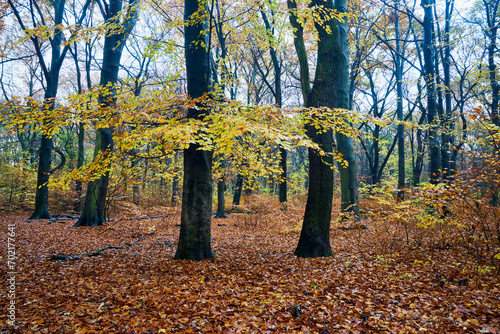 Regentag im herbstlichen Laubwald - rainy day in the autumn forest