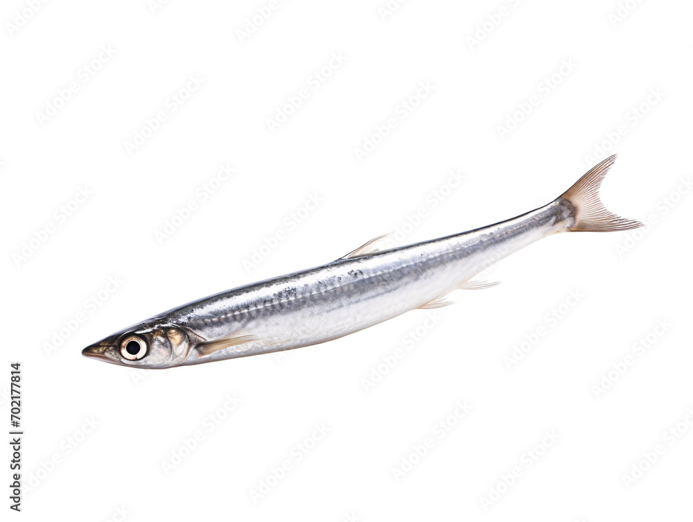 fresh fish on white background fresh fish on white background