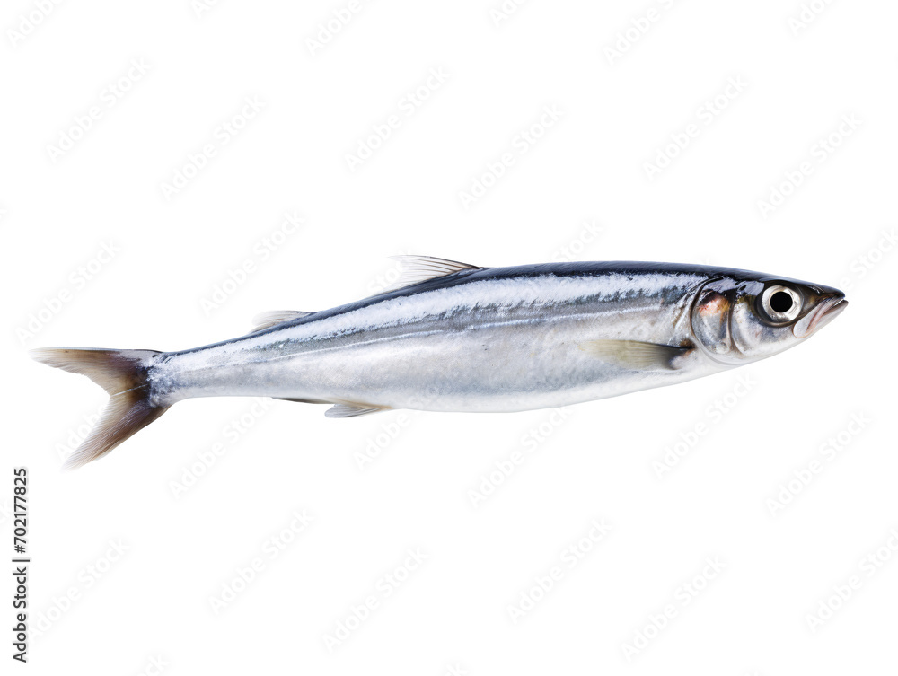 fresh fish on white background fresh fish on white background