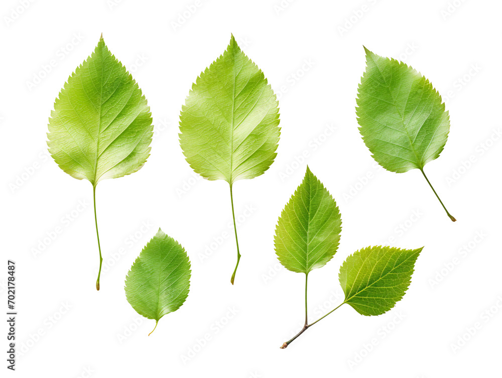 green leaves isolated on white background green leaves isolated on white background