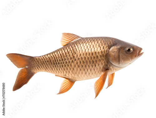 fish on white background