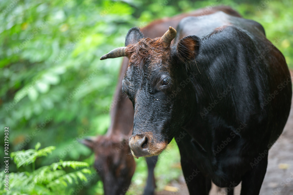 A wet black bull walks in the rain, looking at the camera. A wet black bull walks in the rain, looking at the camera.