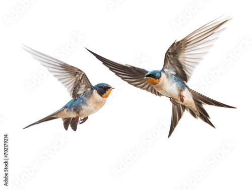 hummingbird in fly © TONSTOCK