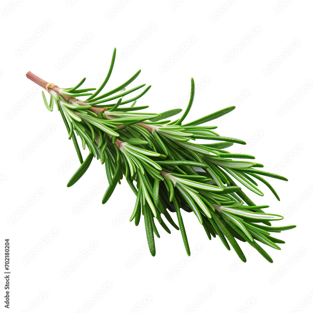 Fototapeta premium twig of rosemary