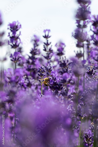 The honey bee pollinates lavender flowers. Summer background of lavender flowers with bees. 
