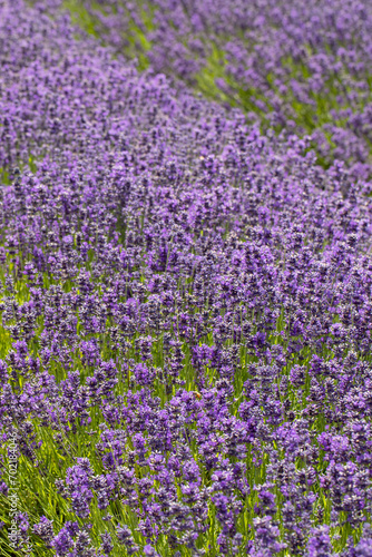 Lavender field. Beautiful lavender landscape. Nature, travel.