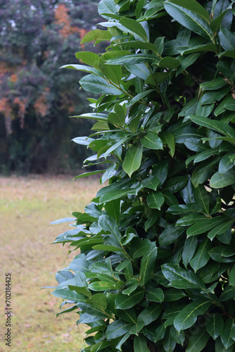 Evergreen cherry laurel hedge in the garden. Detail of  Prunus laurocerasus bush