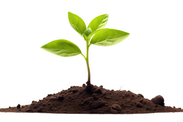 young plant sprout growing from soil isolated on white or transparent png background