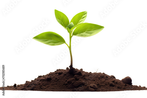 young plant sprout growing from soil isolated on white or transparent png background photo