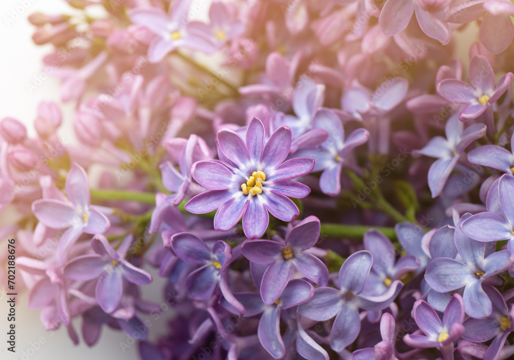 Obraz premium Close up view of double lilac flower petal.