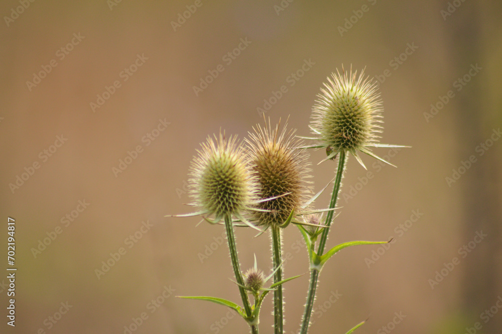 Closeup of three cutleaf teasel green seeds with blurred background