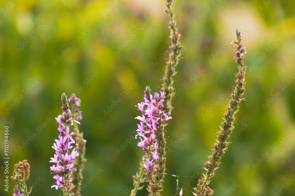 Closeup of purple loosestrife flowers with green blurred plants on background