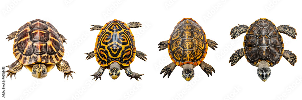 A set of turtles isolated on a transparent background in the top view. PNG