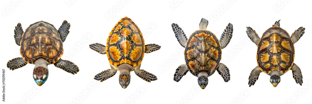 A set of turtles isolated on a transparent background in the top view. PNG