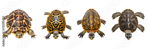 Obraz na płótnie A set of turtles isolated on a transparent background in the top view. PNG w salonie