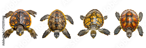 A set of turtles isolated on a transparent background in the top view. PNG